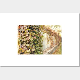 Grape Vines Posters and Art